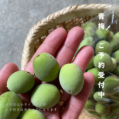 ＼高知県の青梅／ご予約承ります