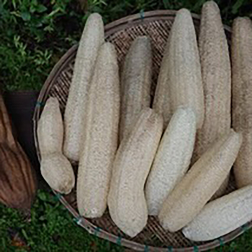 ⁡へちまたわし 固定種の太へちま無農薬栽培のたわしが届きましたー @__ainowa__ 