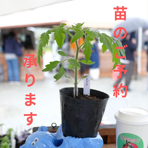 ⁡5月はじめ畑のあかりさんより苗が届きますー。 @hatakenoakari