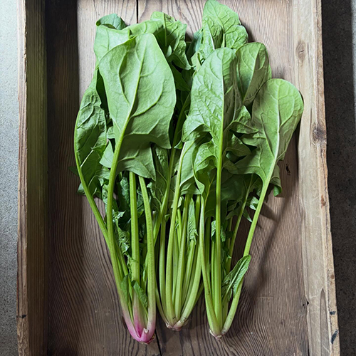 4月 まだまだ寒さも残りますが春の清々しさを感じられるこの頃。進級や入学、入社されたみなさまおめでとうございます。ドキドキとワクワクの季節を思い切りたのしんでくださいねー