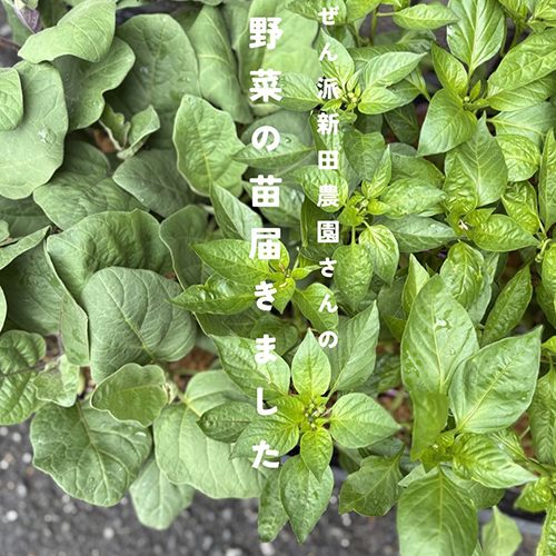 今週は4/29水曜日がお休み、5/2土曜日は営業です。どうぞよろしくお願いしますー