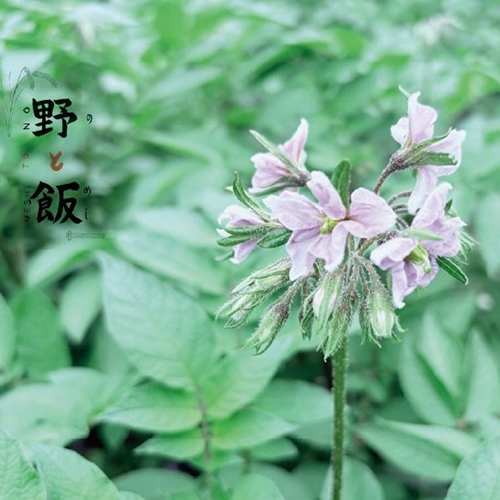 5.10sunは【野と飯】主催野でお箸を作ってご飯を食べる日　@mori.no.hatake　@megane_no_ojisan　@tonari_mokkou　@ohnishi_syouten 
