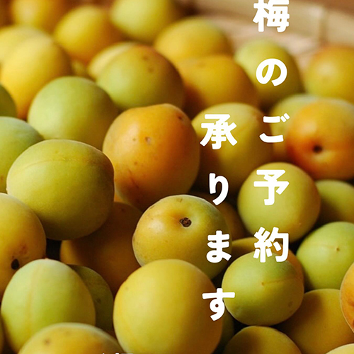 梅干し用の梅　＼ご予約承ります／　ご予約〆切　【5月24日sun】お受け取り　【6月中旬】