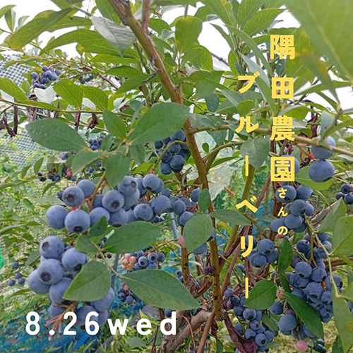 一昨年、 @fromthefarm.kyoto さんからのご紹介でご縁をいただいた亀岡・隅田(すだ)農園さんが8/26wedにブルーベリーを届けてくださいます。